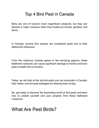 Top 4 Bird Pest in Canada
Birds are one of nature’s most magnificent creatures, but they can
become a major nuisance when they invade our homes, gardens, and
farms.
In Canada, several bird species are considered pests due to their
destructive behaviour.
From the notorious Canada geese to the annoying pigeons, these
feathered creatures can cause significant damage to homes and even
pose a health risk to humans.
Today, we will look at the top bird pests you can encounter in Canada,
their habits, and the best strategies for keeping them at bay.
So, get ready to discover the fascinating world of bird pests and learn
how to protect yourself and your property from these feathered
nuisances.
What Are Pest Birds?
 