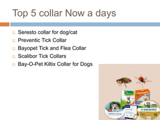 preventic collar for cats