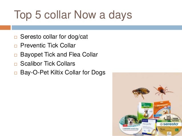 preventic flea collar for cats
