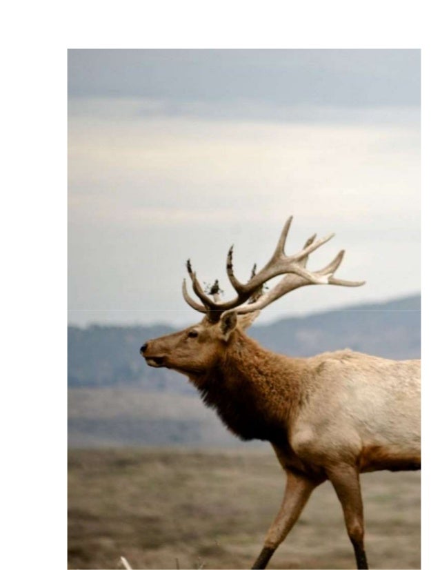 Top 5 fascinating facts about elk you probably didn’t know