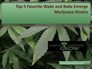 Top 5 Favorite Wake and Bake Emerge
Marijuana Strains
Greengreenergrow.com
 
