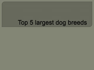 Top 5 largest dog breeds 