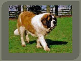 5 largest dog breeds