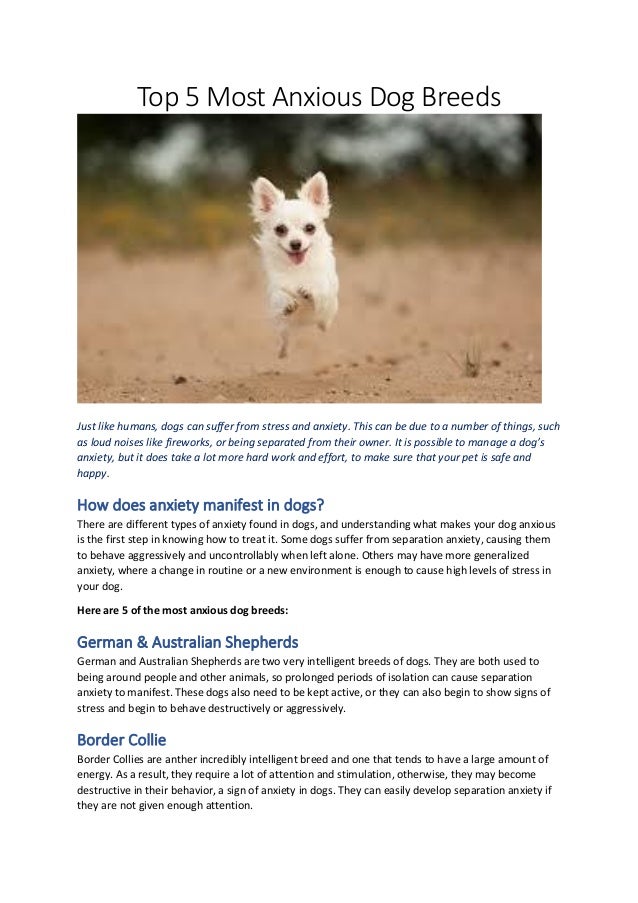 Top 5 most anxious dog breeds PDF