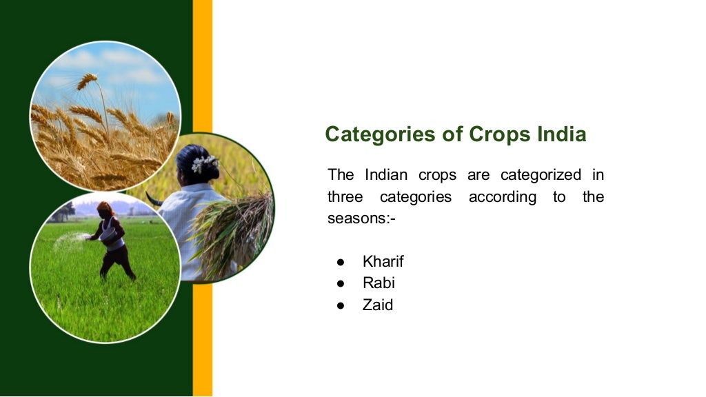 Top 5 most profitable crops in india