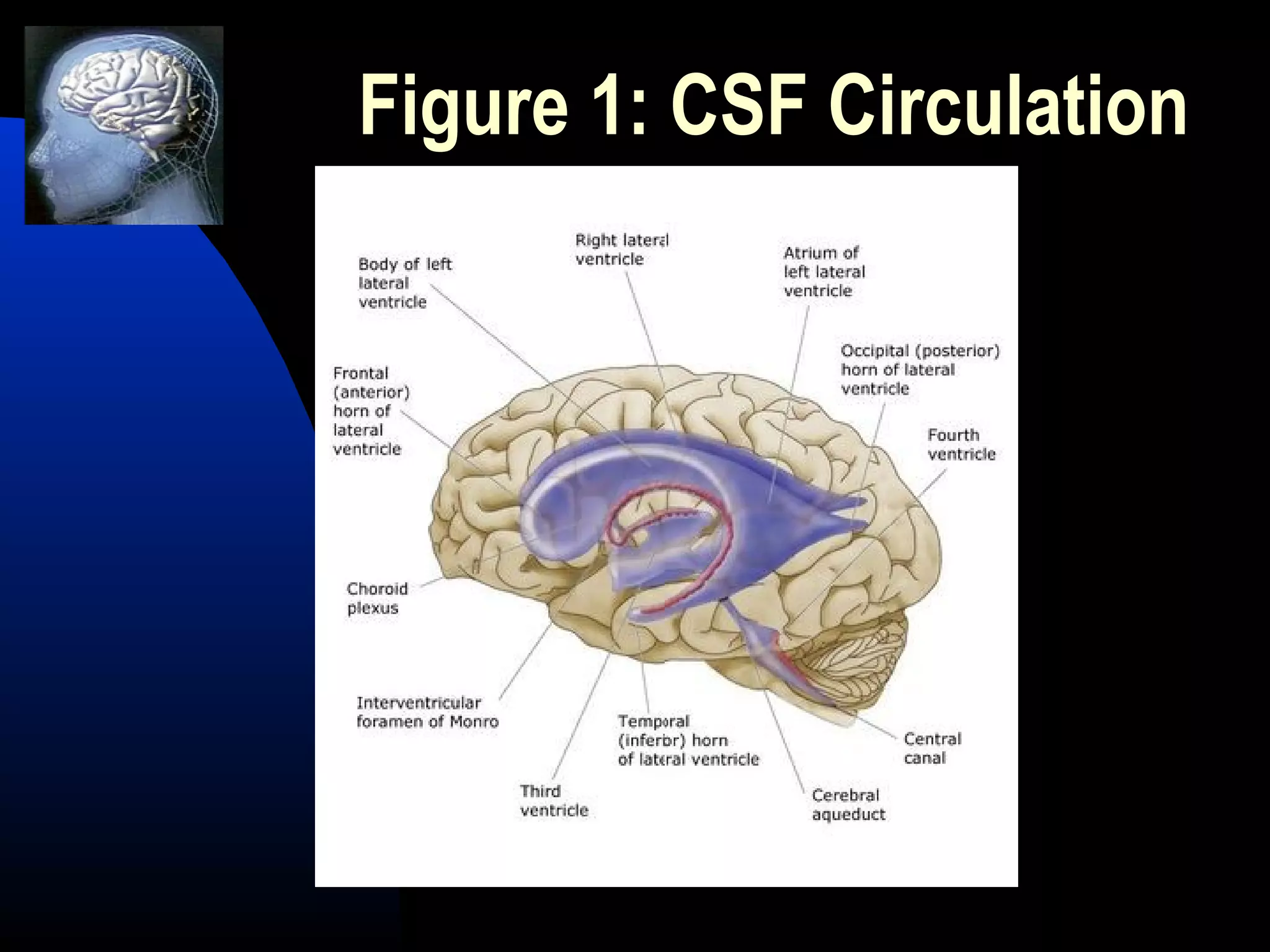 Figure 1: CSF Circulation
 