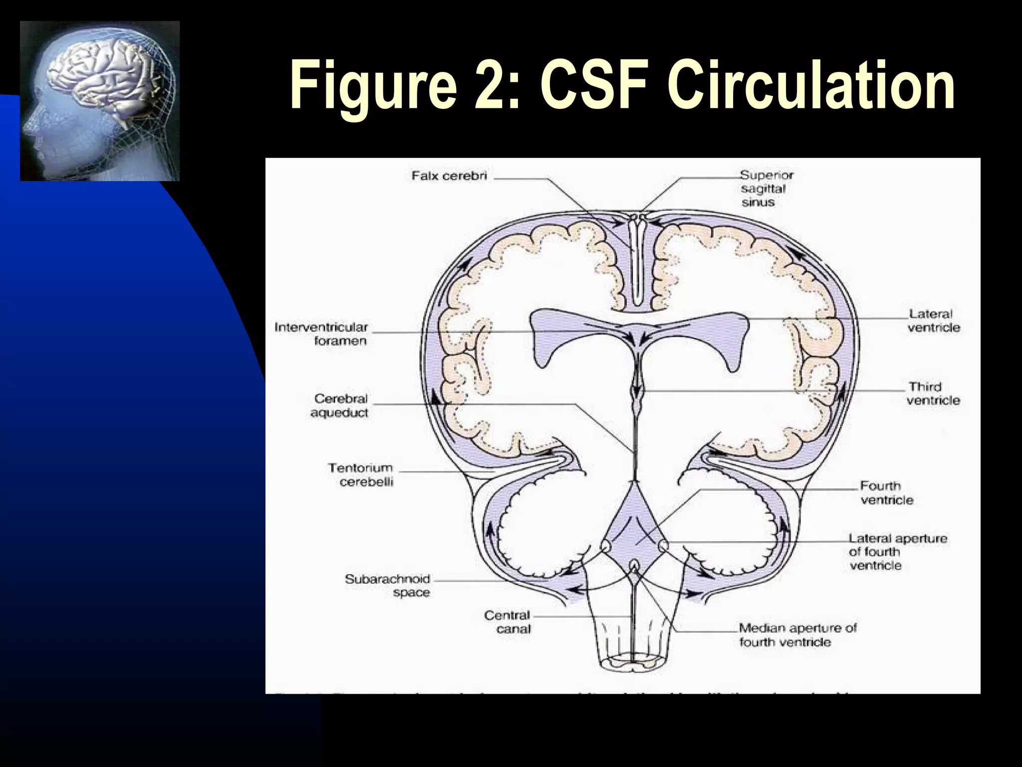 Figure 2: CSF Circulation
 