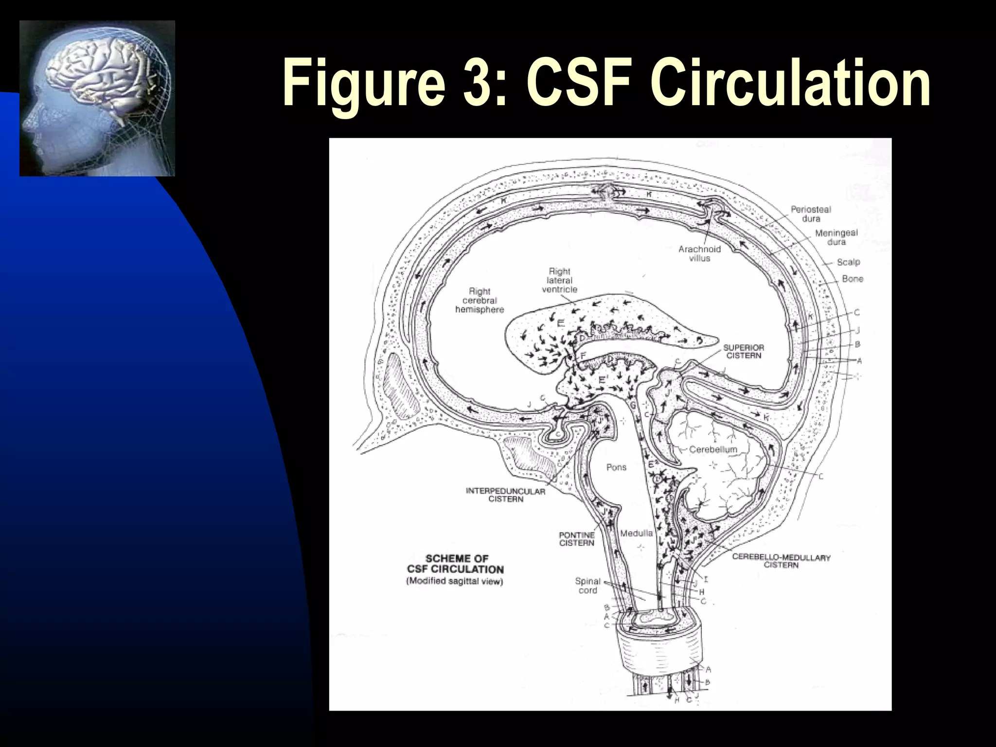Figure 3: CSF Circulation
 