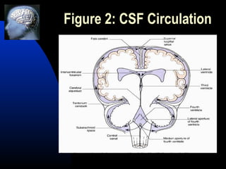 Top 5 symptoms and causes of hydrocephalus | PPT