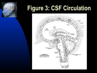Top 5 symptoms and causes of hydrocephalus | PPT