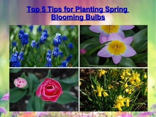 Top 5 Tips for Planting SpringTop 5 Tips for Planting Spring
Blooming BulbsBlooming Bulbs
 