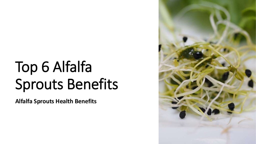 Top 6 Alfalfa Sprouts Benefits Alfalfa Sprouts Health Benefits