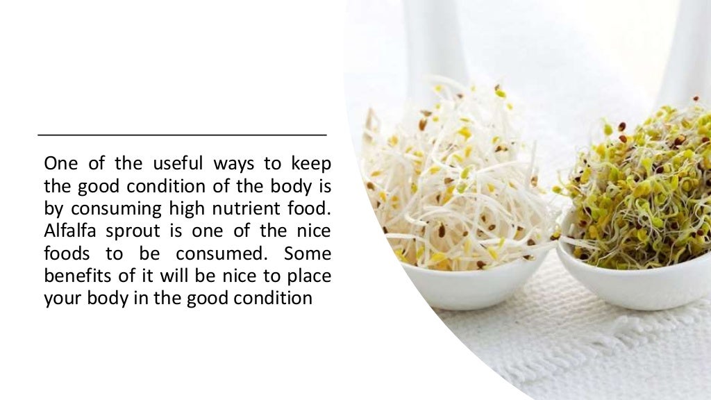 Top 6 Alfalfa Sprouts Benefits Alfalfa Sprouts Health Benefits