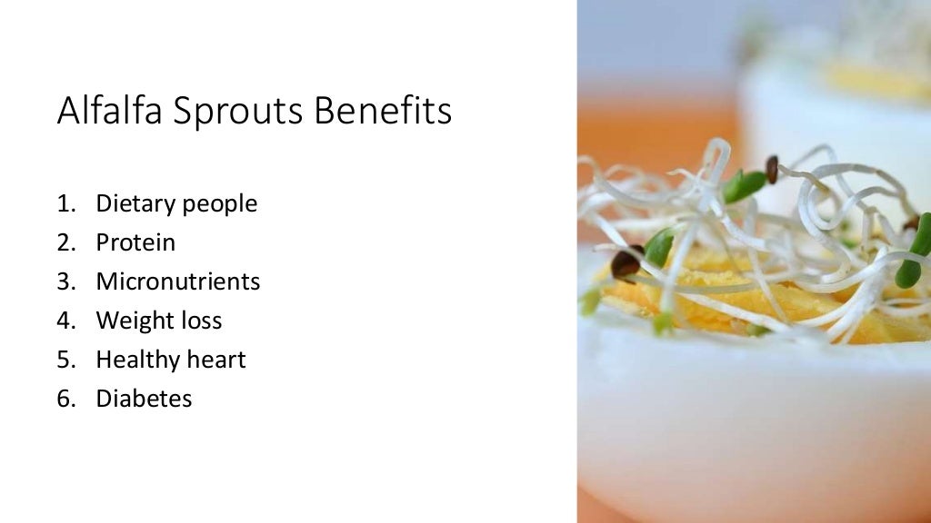 Top 6 Alfalfa Sprouts Benefits Alfalfa Sprouts Health Benefits
