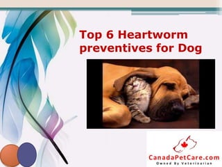 Top 6 Heartworm
preventives for Dog
 