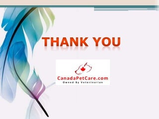 Top 6 heartworm preventives for dog