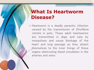 What Is Heartworm
Disease?
• Heartworm is a deadly parasitic infection
caused by the transmission of Dirofilaria
immitis in pets. These adult heartworms
are transmitted in dogs and cats by
mosquitoes and cause blockage of the
heart and lung passage as they attach
themselves to the inner linings of these
organs obstructing blood circulation in the
arteries and veins.
 