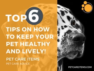 TIPS ON HOW
TO KEEP YOUR
PET HEALTHY
AND LIVELY!
PETCAREITEMS.COM
PET CARE ITEMS
PET CARE ADVICE
TOP6
 