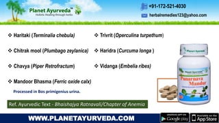 herbalremedies123@yahoo.com
+91-172-521-4030
WWW.PLANETAYURVEDA.COM
 Haritaki (Terminalia chebula)
 Chitrak mool (Plumbago zeylanica)
 Chavya (Piper Retrofractum)
 Mandoor Bhasma (Ferric oxide calx)
 Trivrit (Operculina turpethum)
 Haridra (Curcuma longa )
 Vidanga (Embelia ribes)
Processed in Bos primigenius urina.
Ref. Ayurvedic Text - Bhaishajya Ratnavali/Chapter of Anemia
 