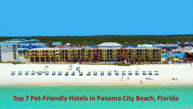 Panama City Beach Hotels >> Top 7 Pet Friendly Hotels In Panama City Beach Florida Panama City Beach Hotels >> Top 7 Pet Friendly Hotels In Panama City Beach Florida
