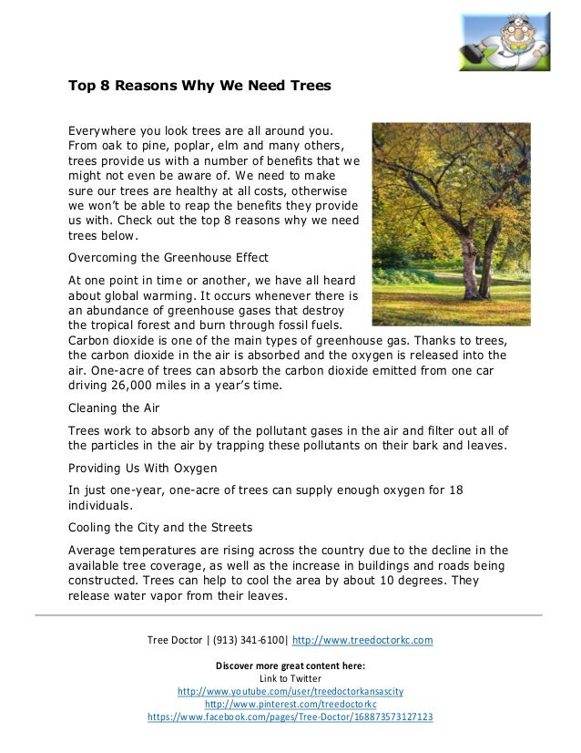 Top 8 Reasons Why We Need Trees
