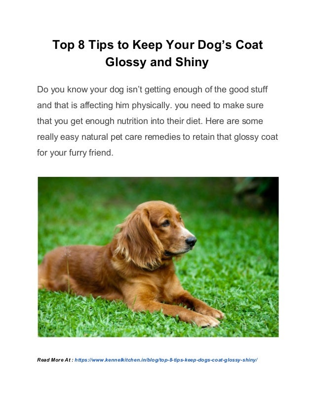 how to get your dog's coat shiny