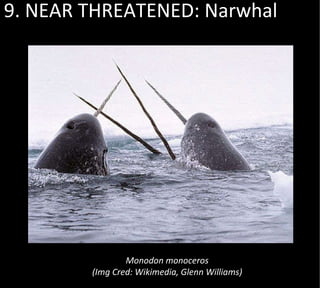 9. NEAR THREATENED: Narwhal Monodon monoceros (Img Cred: Wikimedia, Glenn Williams) 