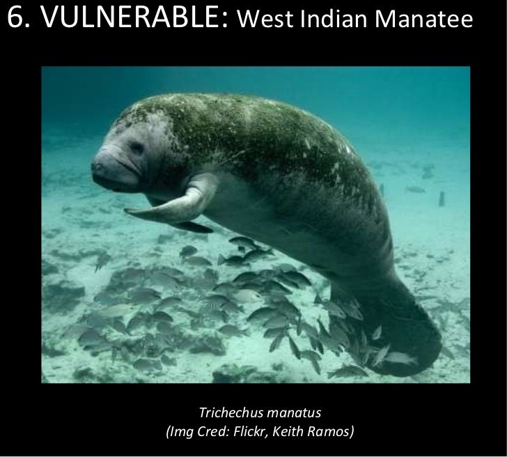 Top 9 endangered marine mammals in the atlantic