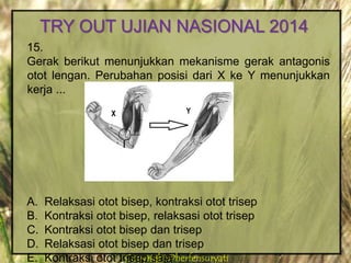 Copyright@herfensuryatiCopyright@herfensuryati
15.
Gerak berikut menunjukkan mekanisme gerak antagonis
otot lengan. Perubahan posisi dari X ke Y menunjukkan
kerja ...
A. Relaksasi otot bisep, kontraksi otot trisep
B. Kontraksi otot bisep, relaksasi otot trisep
C. Kontraksi otot bisep dan trisep
D. Relaksasi otot bisep dan trisep
E. Kontraksi otot trisep saja
TRY OUT UJIAN NASIONAL 2014
 