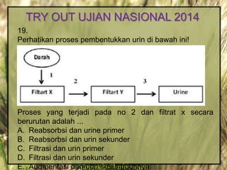 Copyright@herfensuryatiCopyright@herfensuryati
19.
Perhatikan proses pembentukkan urin di bawah ini!
Proses yang terjadi pada no 2 dan filtrat x secara
berurutan adalah ...
A. Reabsorbsi dan urine primer
B. Reabsorbsi dan urin sekunder
C. Filtrasi dan urin primer
D. Filtrasi dan urin sekunder
E. Augmentasi dan urin sesungguhnya
TRY OUT UJIAN NASIONAL 2014
 