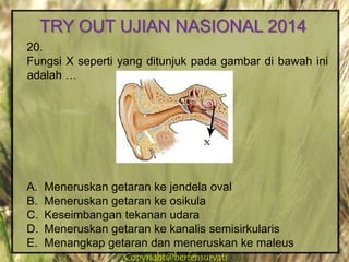 Copyright@herfensuryatiCopyright@herfensuryati
20.
Fungsi X seperti yang ditunjuk pada gambar di bawah ini
adalah …
A. Meneruskan getaran ke jendela oval
B. Meneruskan getaran ke osikula
C. Keseimbangan tekanan udara
D. Meneruskan getaran ke kanalis semisirkularis
E. Menangkap getaran dan meneruskan ke maleus
TRY OUT UJIAN NASIONAL 2014
 