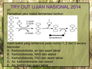 Copyright@herfensuryatiCopyright@herfensuryati
27.
Perhatikan jalur reaksi fermentasi berikut:
Hasil reaksi yang terbentuk pada nomor 1, 2 dan 3 secara
berurutan …
A. Karbondioksida, air dan asam laktat
B. Karbondioksida, NAD dan etanol
C. Karbondioksida, FAD dan asam laktat
D. Air, karbondioksida dan etanol
E. Air, NADH dan asam laktat
TRY OUT UJIAN NASIONAL 2014
 