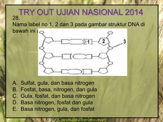 Copyright@herfensuryatiCopyright@herfensuryati
28.
Nama label no 1, 2 dan 3 pada gambar struktur DNA di
bawah ini adalah …
A. Sulfat, gula, dan basa nitrogen
B. Fosfat, basa, nitrogen, dan gula
C. Gula, fosfat, dan basa nitrogen
D. Basa nitrogen, fosfat dan gula
E. Basa nitrogen, gula, dan fosfat
TRY OUT UJIAN NASIONAL 2014
 