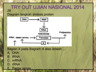 Copyright@herfensuryatiCopyright@herfensuryati
29.
Diagram langkah sintesis protein
Bagian X pada diagram di atas adalah …
A. DNA
B. tRNA
C. mRNA
D. rRNA
E. Rantai sense
TRY OUT UJIAN NASIONAL 2014
 