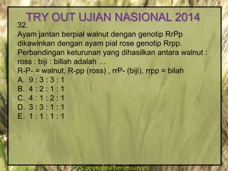 Copyright@herfensuryatiCopyright@herfensuryati
32.
Ayam jantan berpial walnut dengan genotip RrPp
dikawinkan dengan ayam pial rose genotip Rrpp.
Perbandingan keturunan yang dihasilkan antara walnut :
ross : biji : billah adalah …
R-P- = walnut, R-pp (ross) , rrP- (biji), rrpp = bilah
A. 9 : 3 : 3 : 1
B. 4 : 2 : 1 : 1
C. 4 : 1 : 2 : 1
D. 3 : 3 : 1 : 1
E. 1 : 1 : 1 : 1
TRY OUT UJIAN NASIONAL 2014
 