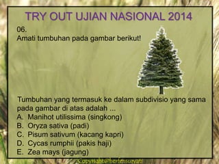 Copyright@herfensuryatiCopyright@herfensuryati
06.
Amati tumbuhan pada gambar berikut!
Tumbuhan yang termasuk ke dalam subdivisio yang sama
pada gambar di atas adalah ...
A. Manihot utilissima (singkong)
B. Oryza sativa (padi)
C. Pisum sativum (kacang kapri)
D. Cycas rumphii (pakis haji)
E. Zea mays (jagung)
TRY OUT UJIAN NASIONAL 2014
 