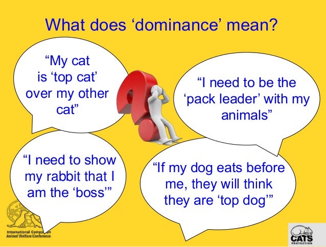 How To Show My Dog I Am The Leader How To Show My Dog I Am The Leader