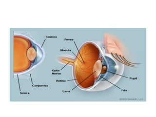 Top Causes of Eye Problems.pptx