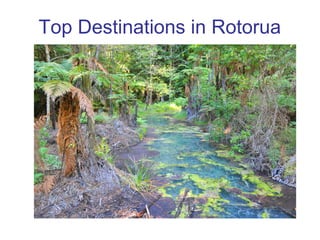 Top Destinations in Rotorua
 