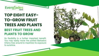Top eight easy-to-grow fruit trees and plants