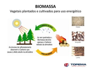 BIOMASSA
Vegetais plantados e cultivados para uso energético
 
