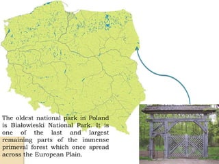 The oldest national park in Poland
is Białowieski National Park. It is
one of the last and largest
remaining parts of the immense
primeval forest which once spread
across the European Plain.
 