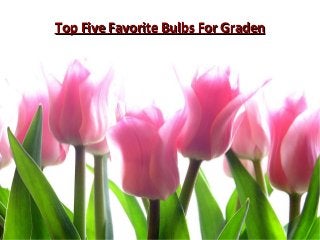 Top Five Favorite Bulbs For GradenTop Five Favorite Bulbs For Graden
 