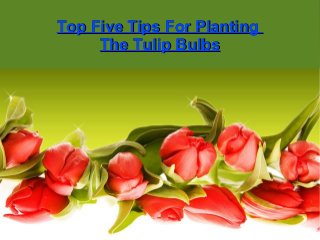 Top Five Tips For PlantingTop Five Tips For Planting
The Tulip BulbsThe Tulip Bulbs
 