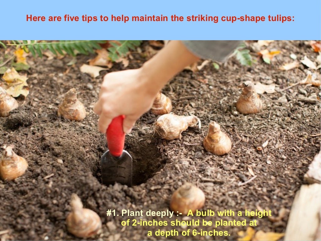 Top five tips for planting the tulip bulbs