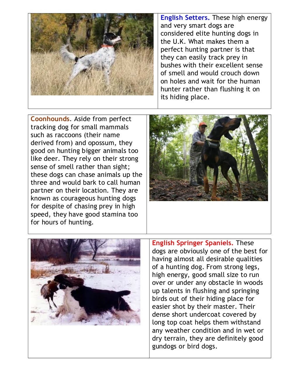 Top Hunting Dog Breeds
