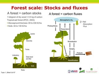 Topic 1, Slide 8 of 47
Forest scale: Stocks and fluxes
A forest = carbon stocks
1 kilogram of dry wood ≈ 0.5 kg of carbon
Tropical wet forest (IPCC, 2003):
 Aboveground biomass: 65 to 430 tC/ha
 Soils: 44 to 130 tC/ha
Leaves
Branches
Dead wood
and litter
Soils
Roots
Trunks
Understory
A forest = carbon fluxes
Atmospheric CO2
Products
Photosynthesis
Respiration
Mortality
Mineralisation
Humification
∑= Net
Absorption
Flux
 