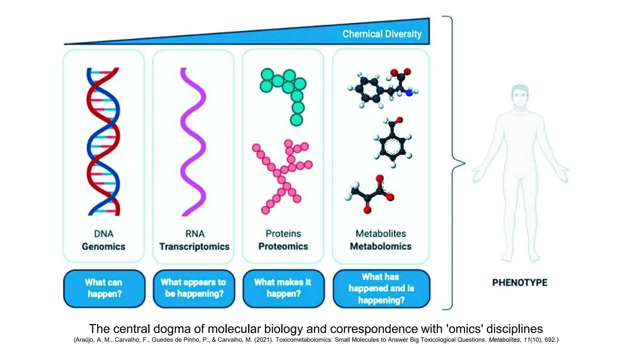 The central dogma of molecular biology and correspondence with 'omics' disciplines
(Araújo, A. M., Carvalho, F., Guedes de Pinho, P., & Carvalho, M. (2021). Toxicometabolomics: Small Molecules to Answer Big Toxicological Questions. Metabolites, 11(10), 692.)
 