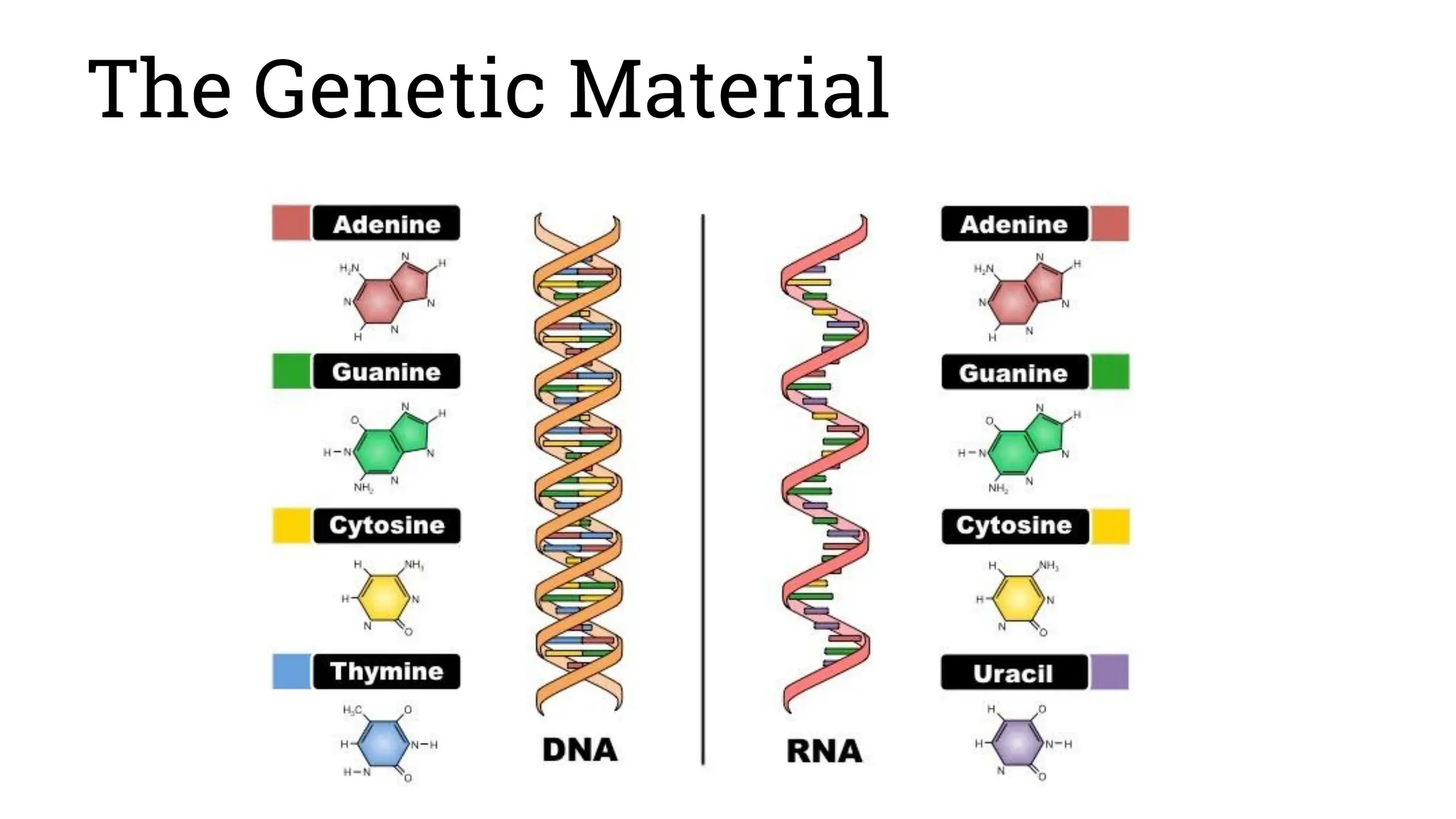 The Genetic Material
 
