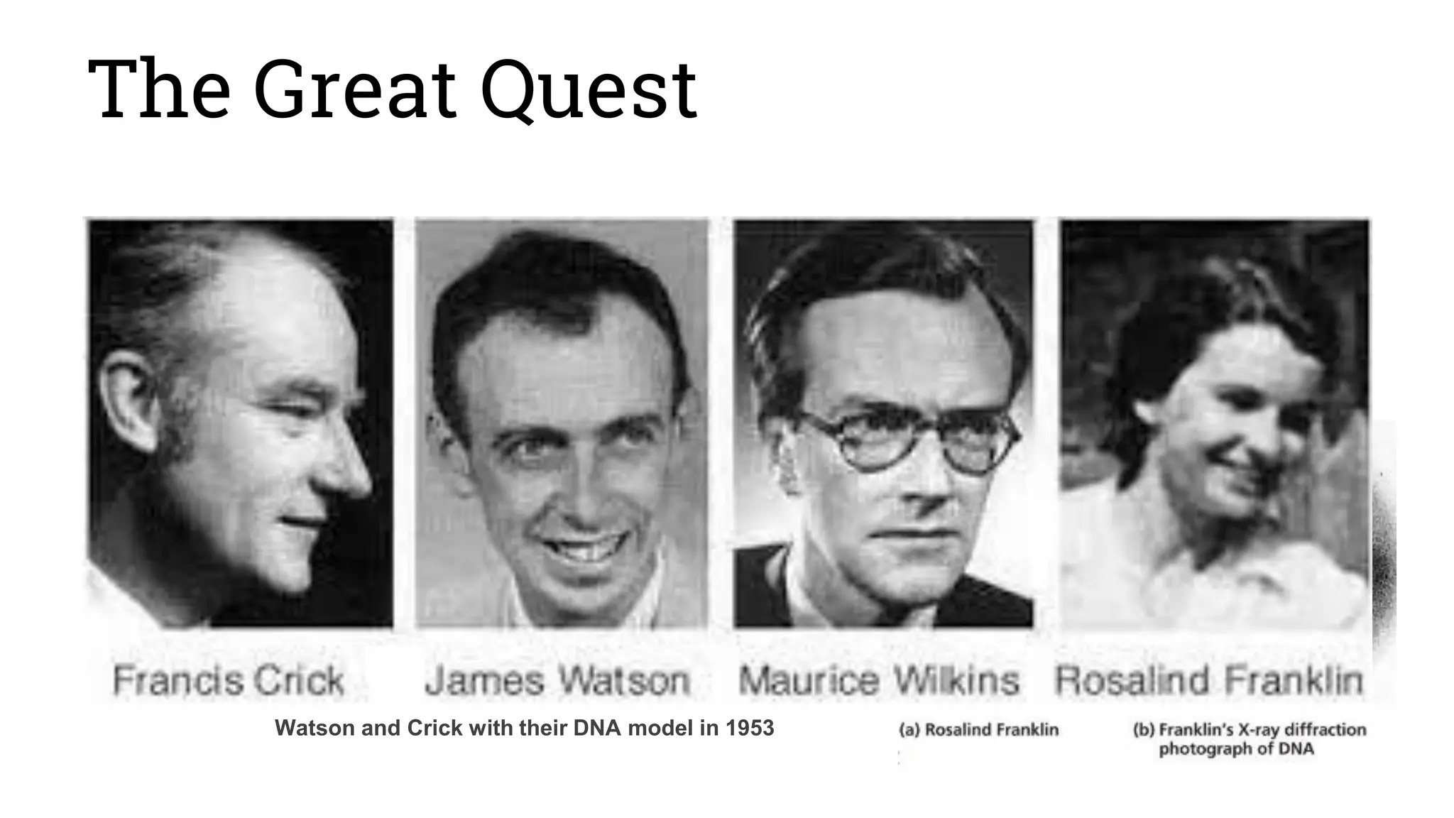 The Great Quest
Watson and Crick with their DNA model in 1953
 